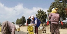 Gönüllü gençler üzüm kesti, üretimi yerinde öğrendi