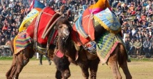 Bu Pazar Yapılacak Olan 5. Kemalpaşa Damlacık Deve Güreşleri Festivali İptal Edildi