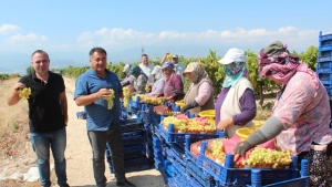 Sultani üzümde ilk ihracat tırları yola çıktı