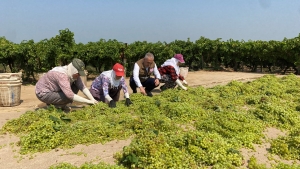 Dünyaca ünlü çekirdeksiz Sultaniye üzümünde kurutma başladı