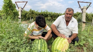 Manisalı çiftçi üzüm bağında 30 kiloluk karpuz yetiştirdi