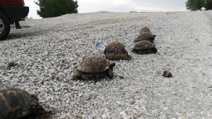 Zifte bulanan kaplumbağalar, 5 günlük yaşam savaşını kazandı