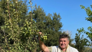 Armut ağacı ikinci kez meyve verdi