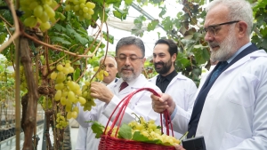 Bakan Yumaklı “Yılda iki kez üzüm hasadı yapılabilecek araştırmada sona gelindi”