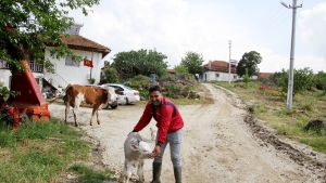 Ekin tarlasında doğan buzağı dron ile bulundu