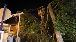 Turgutlu'da fırtına ağacı devirdi